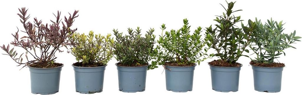 Hebe tłustolistna - 6 szt - Hebe pinguifolia - Wysokość Zdjęcie produktu 