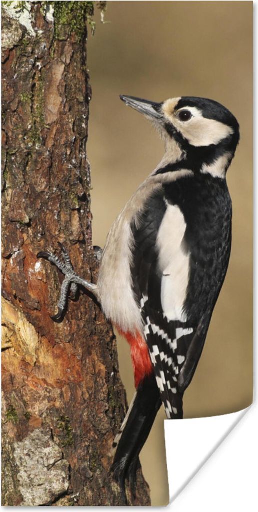 MuchoWow Poster Ein Buntspecht im Herbst 75x150 cm - Dekoration für die Wände