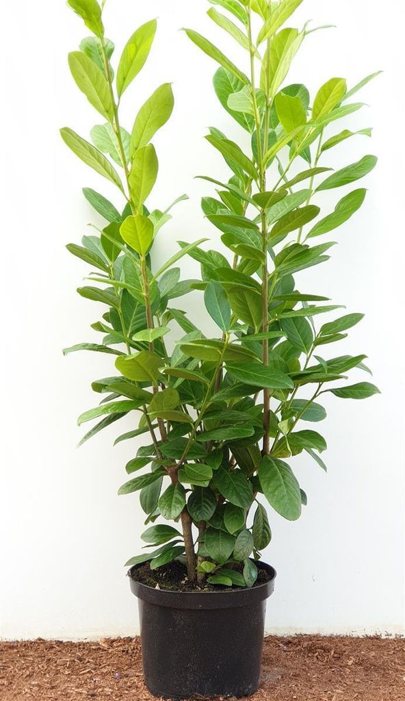 Prunus laurocerasus 'Novita', Kirschlorbeer, immergrün, Produktbild 