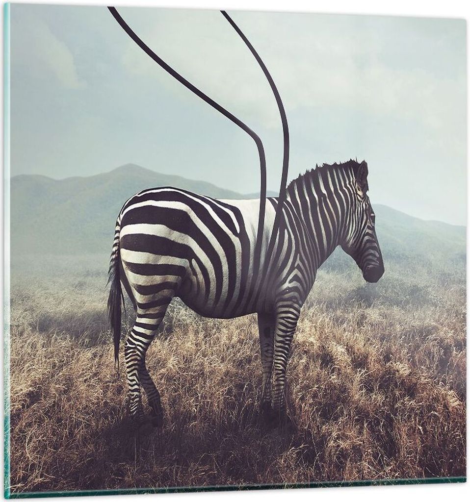 Bilder auf glas - Zebra Tier Wiese - 70x70cm - Glasbilder - Wandbilder - Kunstdruck - zum Aufhängen bereit - Wanddekoration aus Glas - Glas Bilder...
