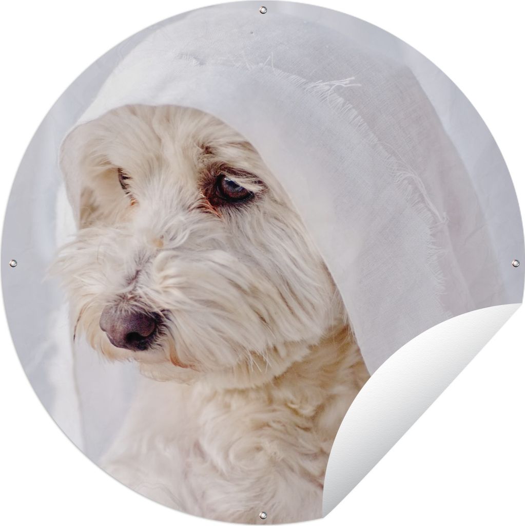 MuchoWow Gartenposter Outdoor-Poster Rund Ein weißer Malteserhund schaut aus dem Fenster Ø 150 cm Gartendeko Rundes Poster draußen