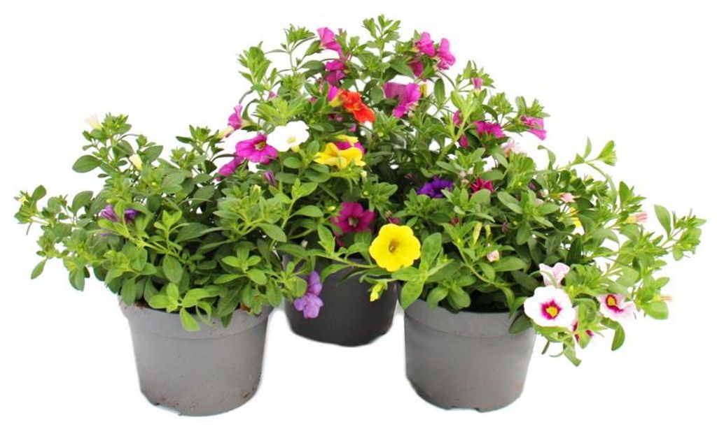 Kouzelné zvonky – mini závěsná petúnie – Calibrachoa – Obrázek produktu 