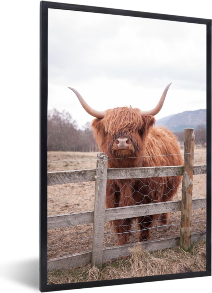 MuchoWow MuchoWow Gerahmtes Poster Scottish Hochlandrind - Gras - Zaun 20x30 cm - Poster mit zchwarzem Bilderrahmen - Drucken - Bilder Poster i...