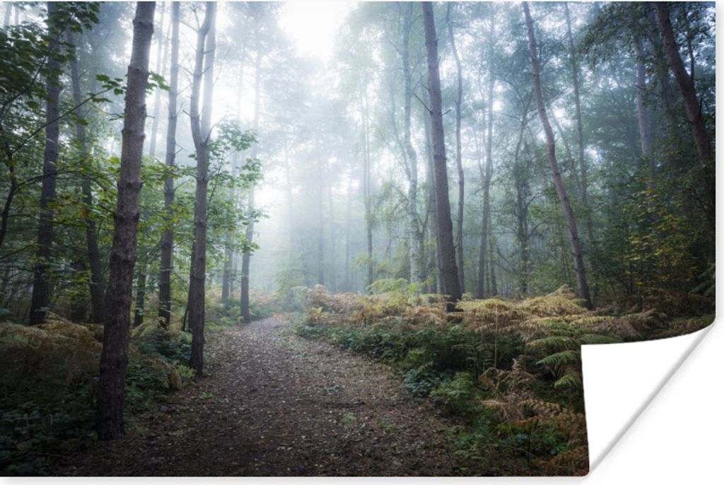 MuchoWow Poster Wald - Nebel - Weg 30x20 cm - Plakate - Print