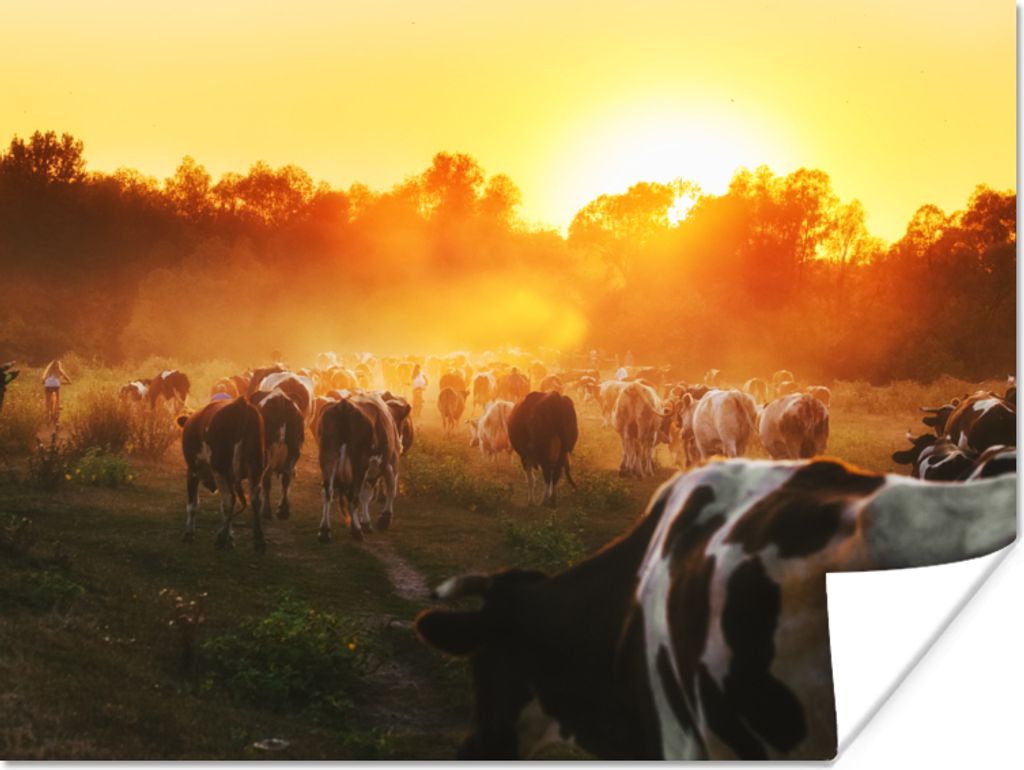 MuchoWow Poster Kühe - Sonnenuntergang - Wiese - Tiere 40x30 cm - Plakate für die Wände - Poster Wohnzimmer