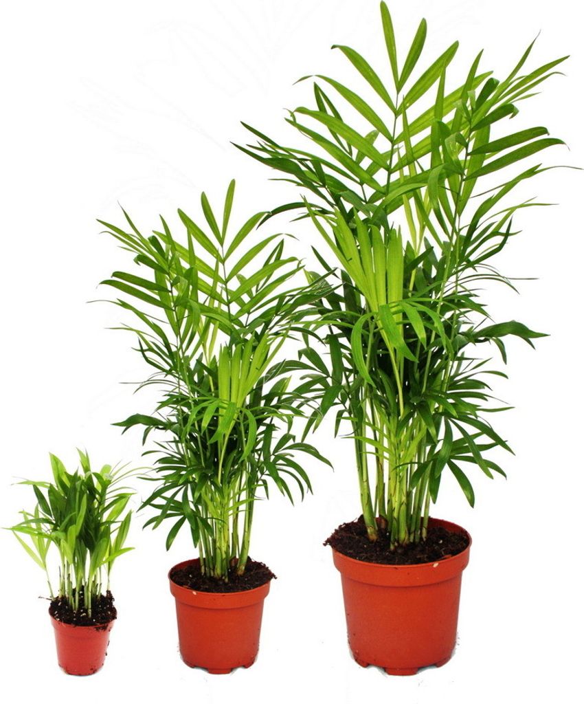 Zimmerpflanzen-Trio "Vater-Mutter-Kind" - Set mit 3 Chamaedorea-Pflanzen in 3 Größen - Bergpalme