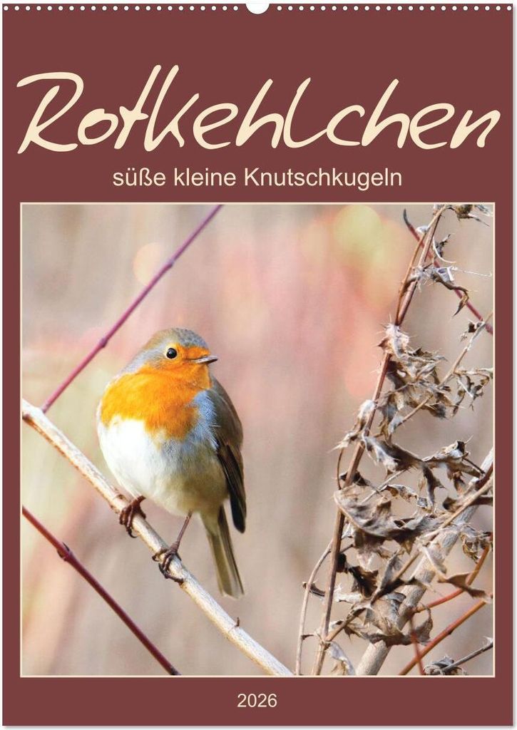 Rotkehlchen, süße kleine Knutschkugeln (Wandkalender 2026 DIN A2 hoch), CALVENDO Monatskalender