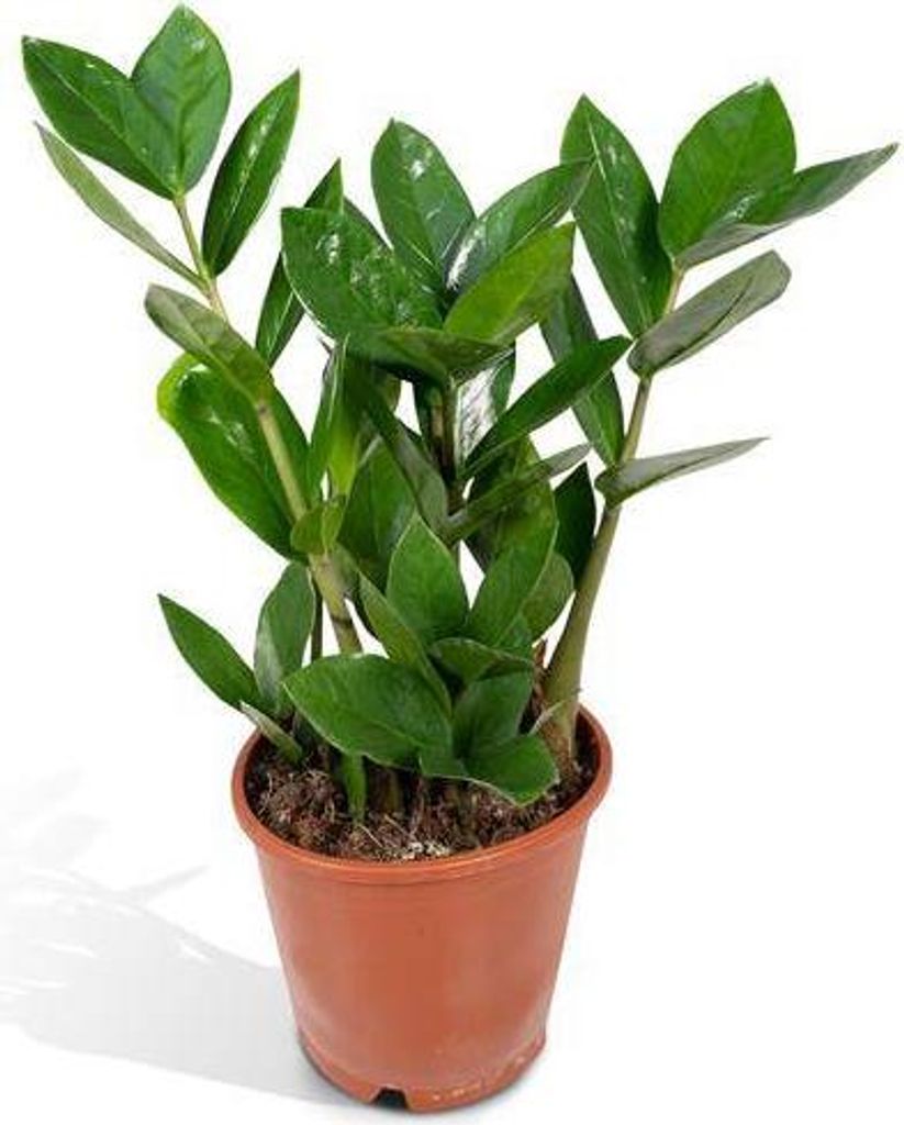 Glücksfeder Zamioculcas pflegeleicht Zimmerpflanze Höhe 35cm Ø12cm Immergrün