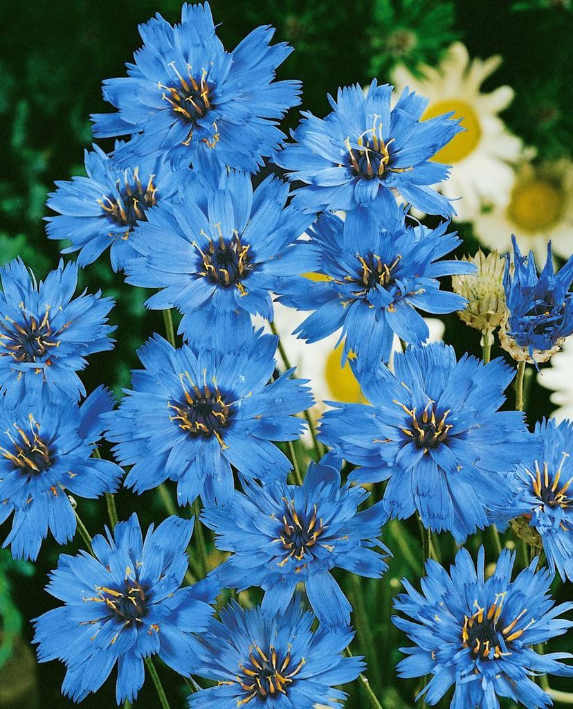 Blaue Rasselblume, im Topf - Catananche caerulea Produktbild 