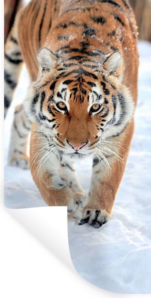 MuchoWow Wandtattoo Wandsticker Wandaufkleber Tiger - Schnee - Tiere 20x40 cm Selbstklebend und Repositionierbar - Selbstklebend - Fototapeten