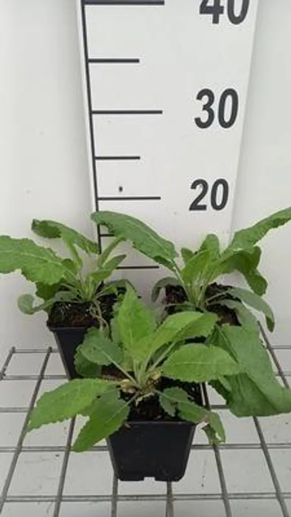 6 Salvia pratensis Sky Dance - Sauge des prés bleue en pot de 9cm