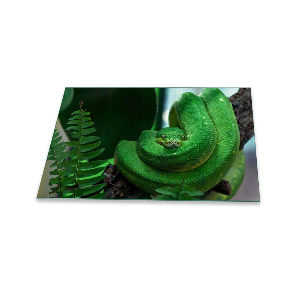 Protezione Piano Cottura Vetro 80x52 Verde Motivo Animali Cucina