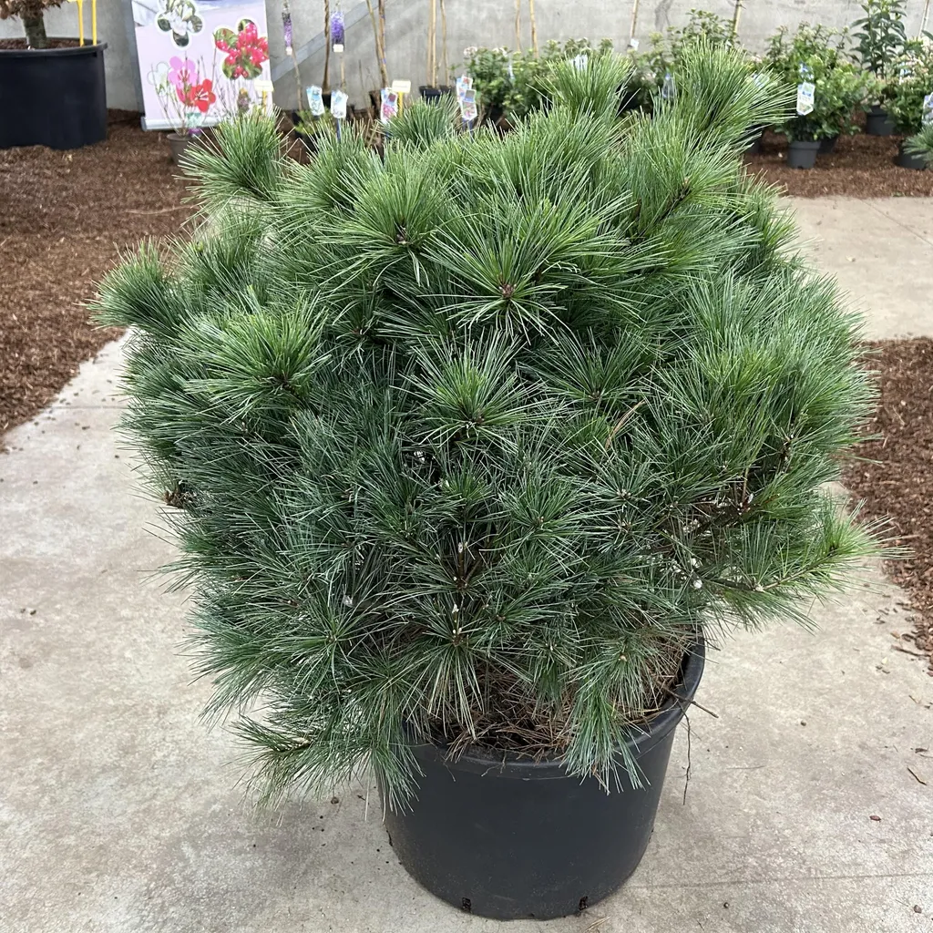 Pinus strobus Bergman's Mini : Pin nain sans entretien pour bac et massif