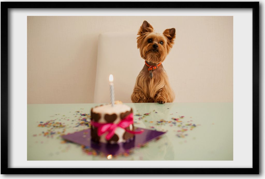 Bild 60x40 MDF-Rahmen, Wandkunst Hund mit Kuchen