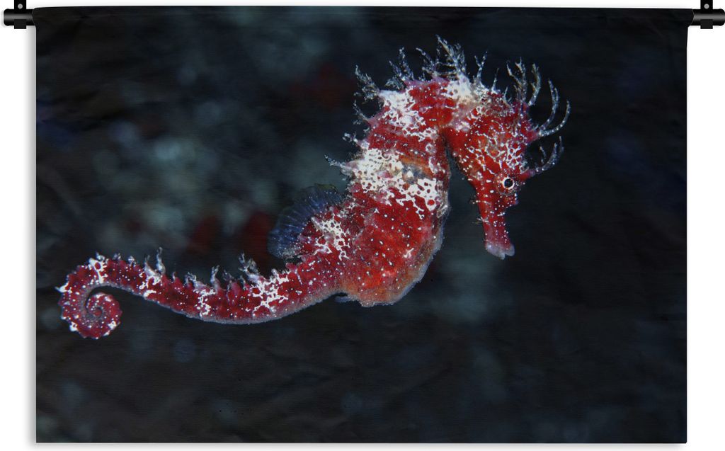 MuchoWow Wandteppich Wandbehang Rotes Seepferdchen 150x100 cm Tapisserie Dekoration Wandtuch - Waschbar - Tapisserien - Wand-Decke