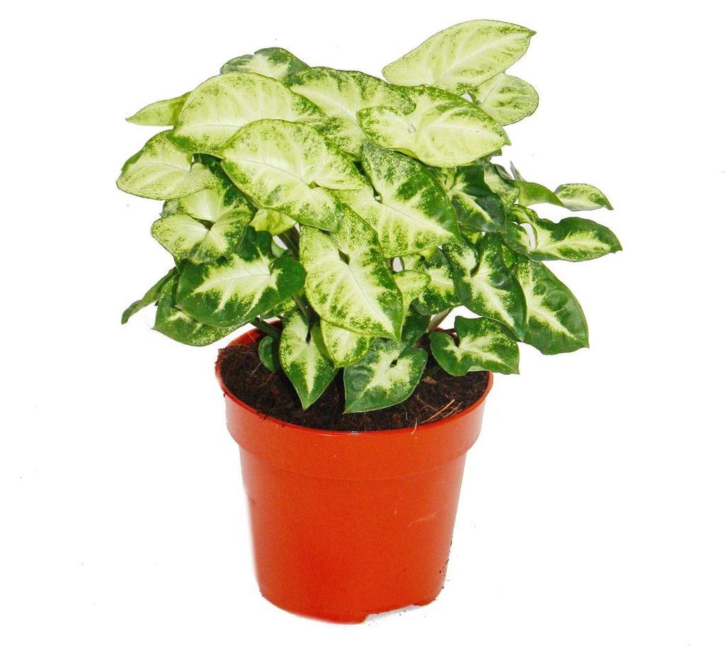 Exotické srdce – fialová trubka – Syngonium „Pixie“ – 1 Obrázek produktu 
