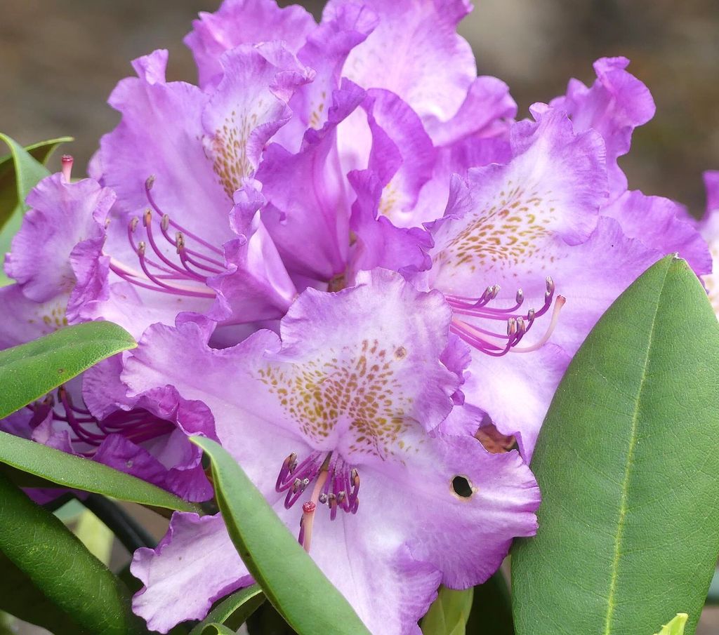 Rhododendron yakushimanum 'Bohlken's Lupinenberg' Japanische Azalee 40-50 cm