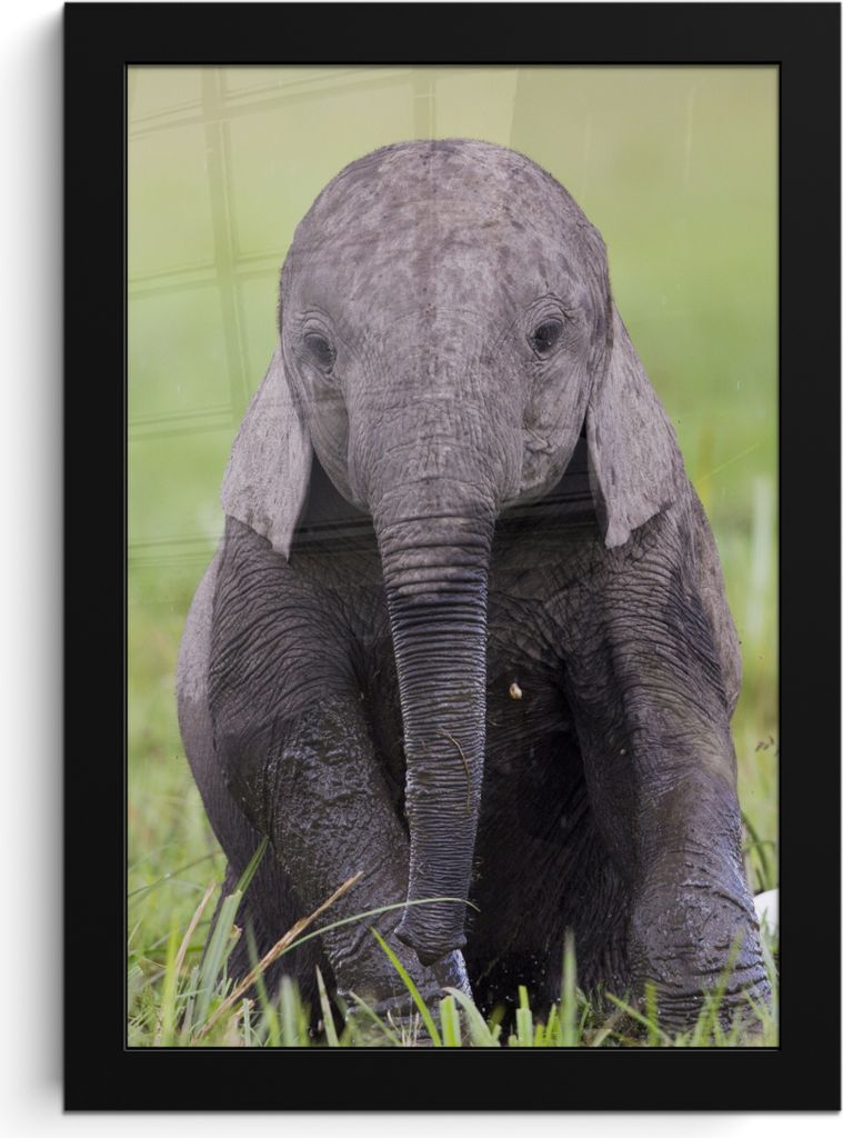 MuchoWow MuchoWow Gerahmtes Poster Elefant - Baby - Tiere - Gras - Natur 20x30 cm - Poster mit zchwarzem Bilderrahmen - Drucken - Bilder Poster...