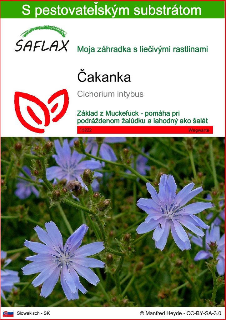 SAFLAX - čakanka - Cichorium intybus - 250 Semená - S Obrázok produktu 