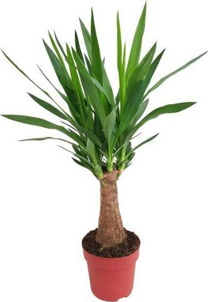 Yucca Maya 80 cm plante d'intérieur robuste facile entretien tiges Ø 19