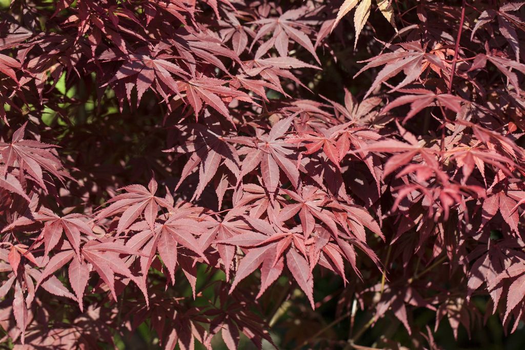 Acer palmatum 'Bloodgood', Japanischer Ahorn, tiefrot, 60–80 cm