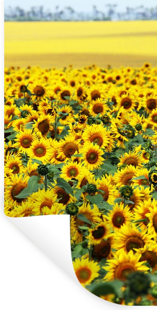 MuchoWow Wandtattoo Wandsticker Wandaufkleber Sonnenblume - Blumen - Natur 40x80 cm Selbstklebend und Repositionierbar - Repositionierbar - Wasse...