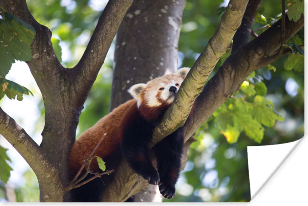 MuchoWow Poster Panda - Rot - Holz 90x60 cm - Schlafzimmer