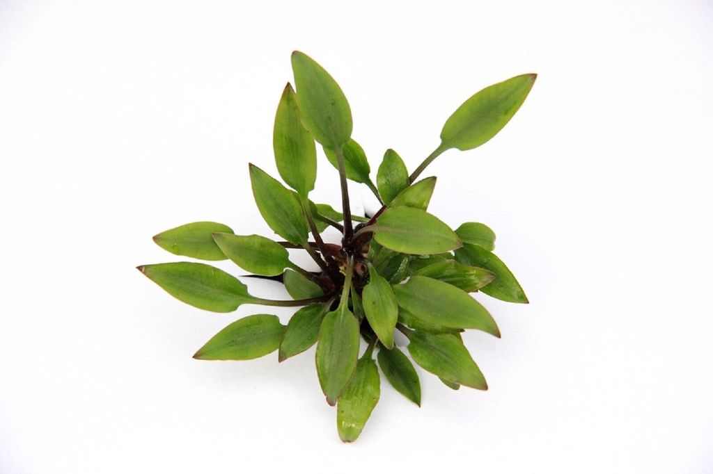 Cryptocoryne lutea Hobbit im Topf Wasserkelch Zwergform Wasserpflanze Aquarium