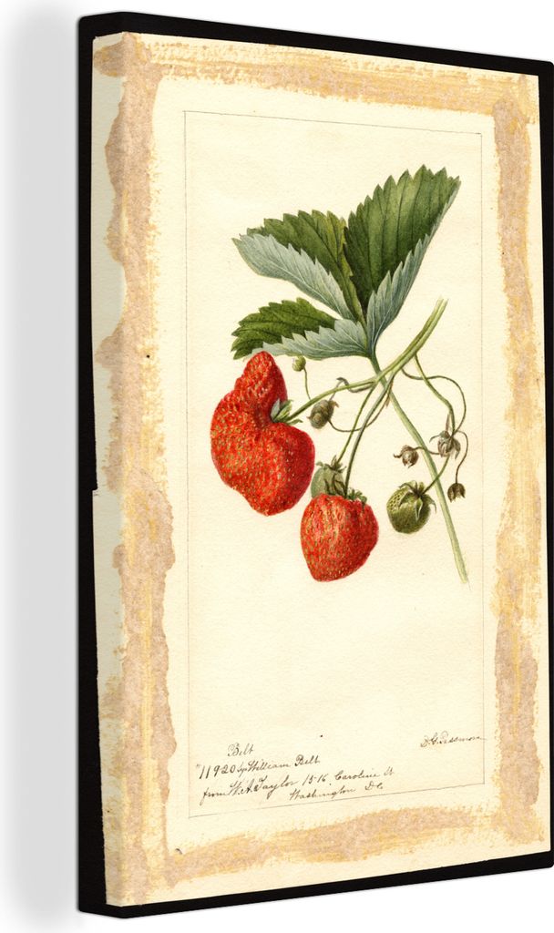 OneMillionCanvasses - Leinwandbilder - 90x140 cm, Fragaria: William Belt - Gemälde von Deborah Griscom Passmore, Wandbilder Kunstdruck Wanddekor...