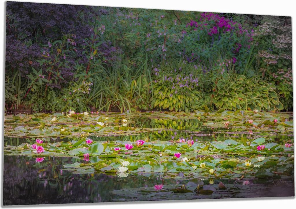 Wallario Herdabdeckplatte aus Glas, Größe 80 x 52 cm 1-teilig, Motiv Blühender Seerosenteppich