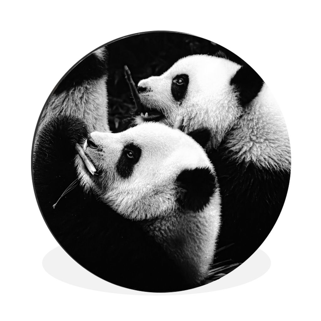 MuchoWow Aluminium Wandkreis Pandas - Schwarz - Weiß Ø 90 cm Wanddeko Modern Wohnzimmer - Mauerkreis - Wandbilder - Runde Bild - Bild aus Alumi...