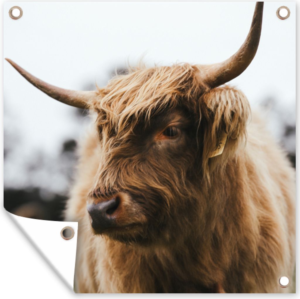 MuchoWow 100x100 cm Outdoor-Poster Gartendeko Sichtschutz Garten Poster für den Garten Schottischer Highlander - Tiere - Hörner