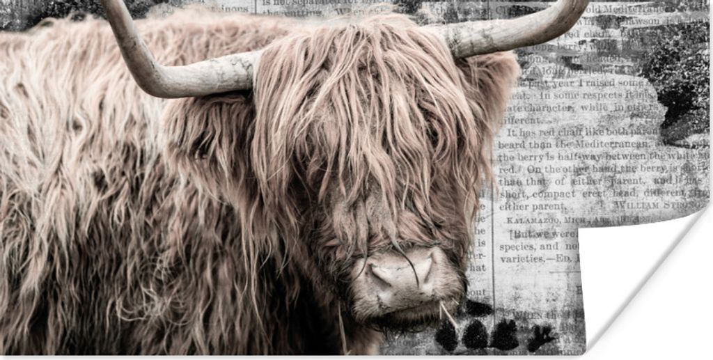 MuchoWow Poster Schottischer Highlander - Jahrgang - Buch 160x80 cm - Foto Poster