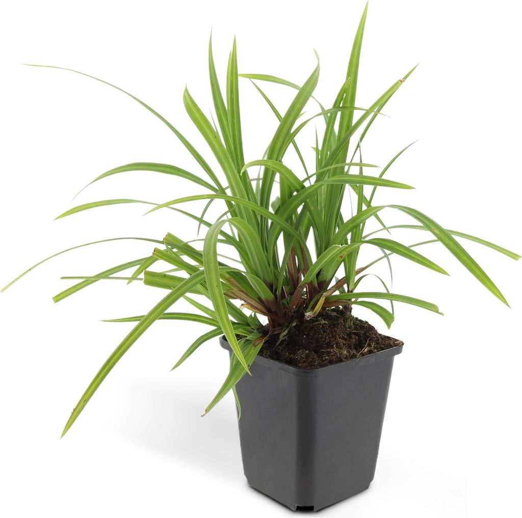 Herbe ornementale - Laiche japonaise - Carex morrowii Image du produit 