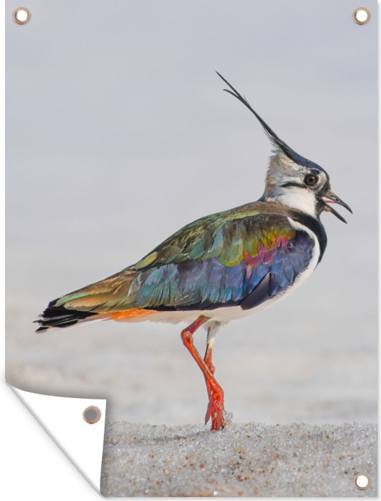 MuchoWow 30x40 cm Outdoor-Poster Gartendeko Sichtschutz Garten Poster für den Garten Vogel - Tiere - Sand - Kiebitz