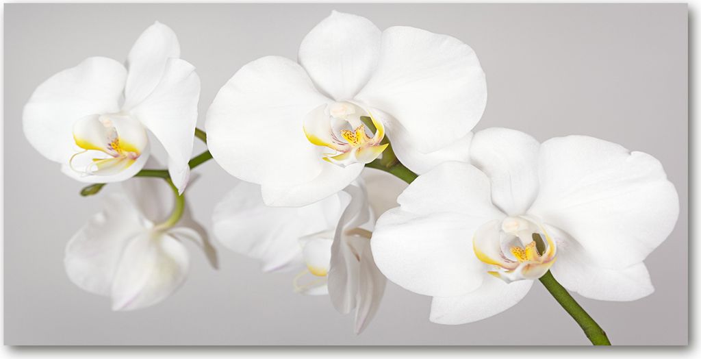 Tulup Leinwandbild - 140x70 cm - Wandkunst - Drucke auf Leinwand - Leinwanddruck - Blumen & Pflanzen - Weiß - Orchidee