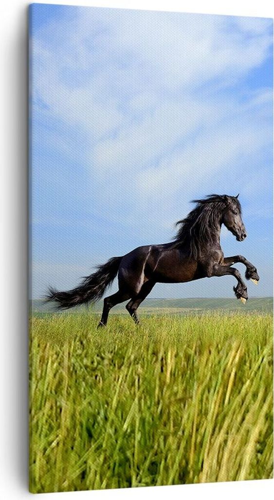 Bild auf Leinwand - Leinwandbild - Schwarzes Pferd Pferd Produktbild 