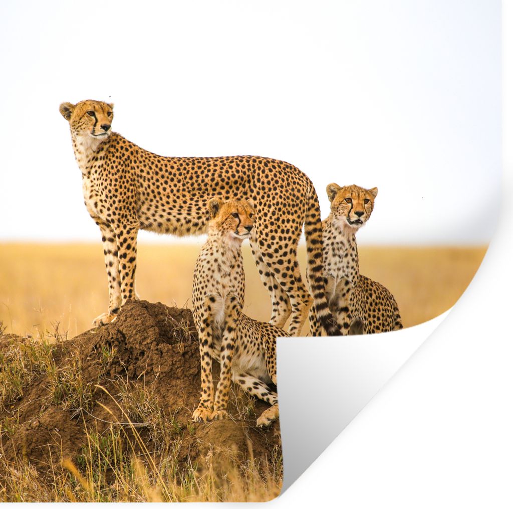 MuchoWow Wandtattoo Wandsticker Wandaufkleber Gepard - Gras - Natur - Savanne 100x100 cm Selbstklebend und Repositionierbar - Wierderverwendbar -...