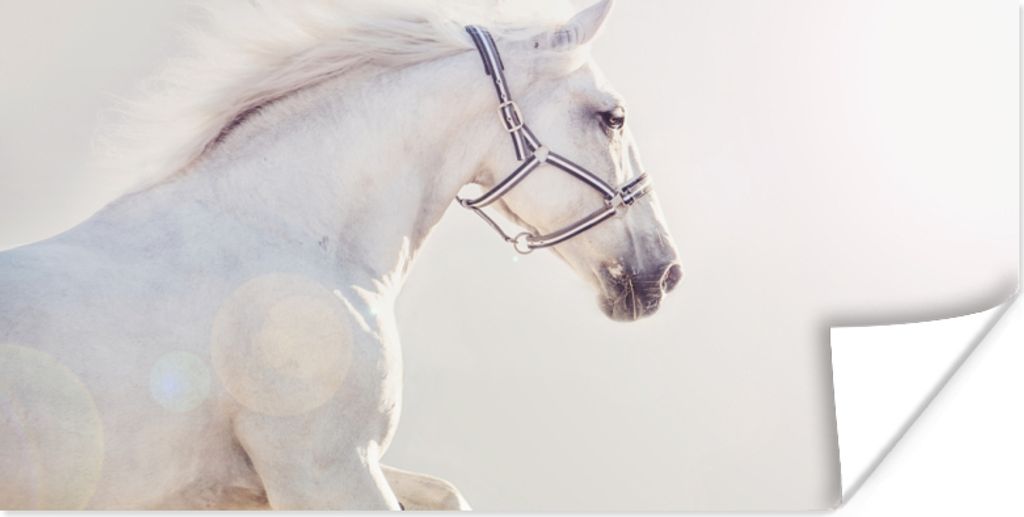MuchoWow Poster Pferd - Weiß - Mähne 160x80 cm - Foto Poster