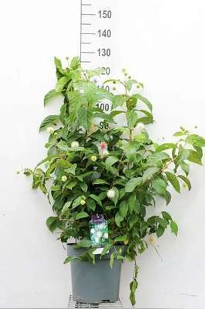 Cephalanthus occidentalis Fiber Optics® Arbuste bouton 60-80 cm en pot