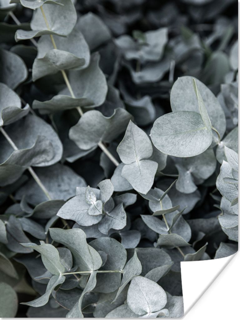 MuchoWow Poster Natur - Pflanzen - Eukalyptus - Blätter 90x120 cm - Wohnzimmer
