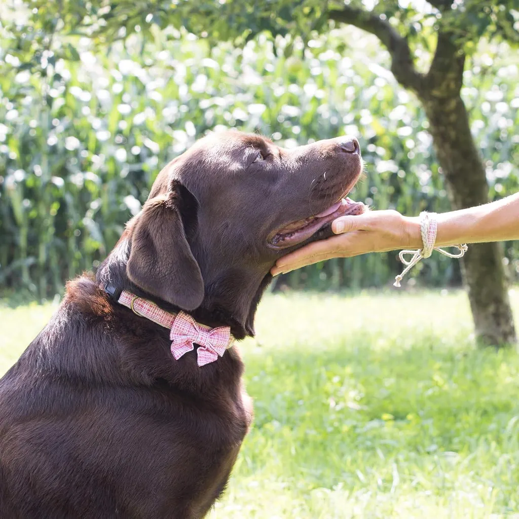 Collier chien réglable en chanvre naturel et son bracelet d'amitié