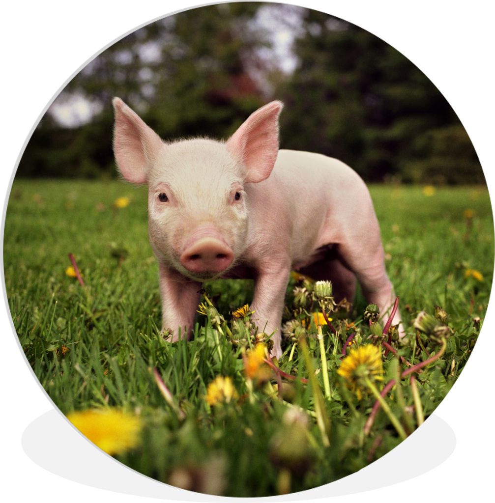 MuchoWow Rundes Wandbild - Runde Bilder Kleines Ferkel Ø 60 cm Kreis Wanddekoration Kunststoff - Wandkreis - Wandschmuck - Wand Kreis - Das Schl...