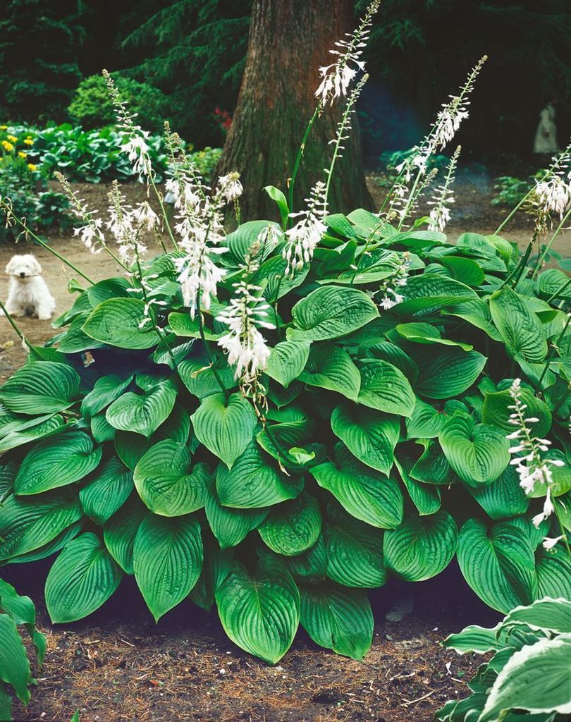 Hosta plantaginea 'Honeybells', Duftende Funkie, ca. 11x11 Produktbild 