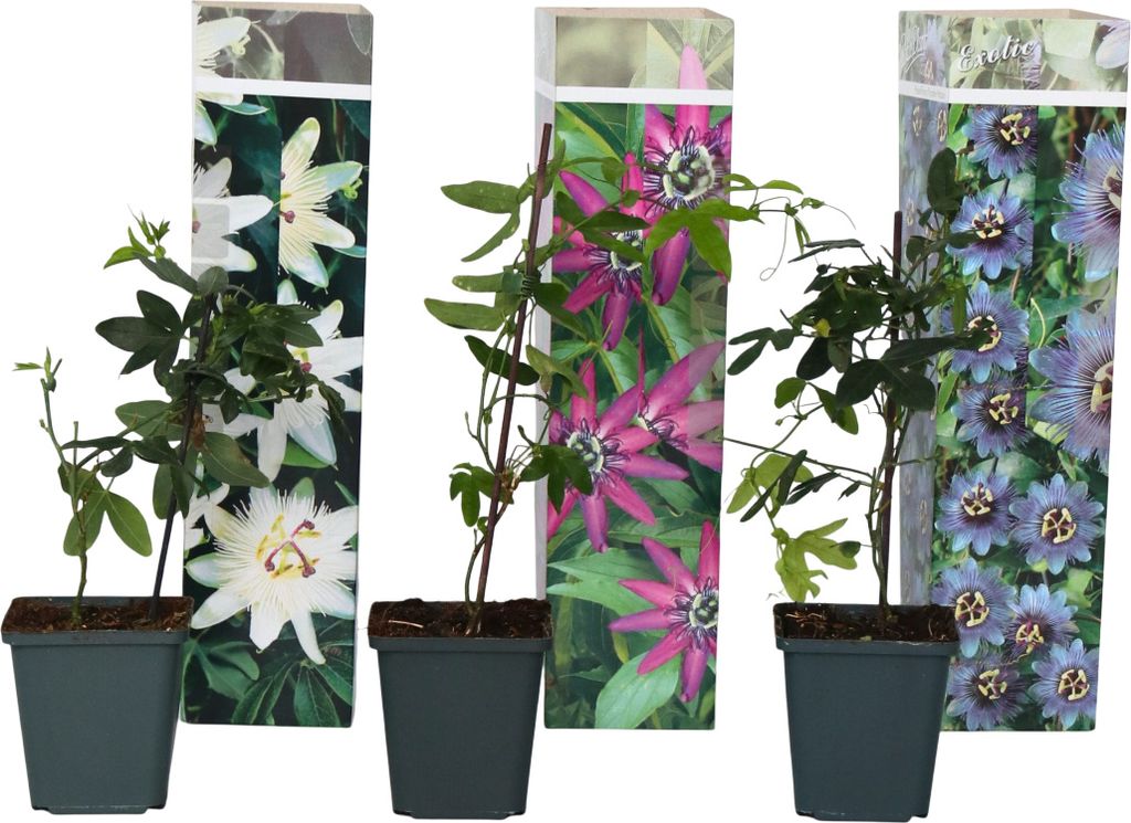 Passionsblume - 3 Stk - Passiflora hybridum - Höhe 25-40cm Produktbild 1