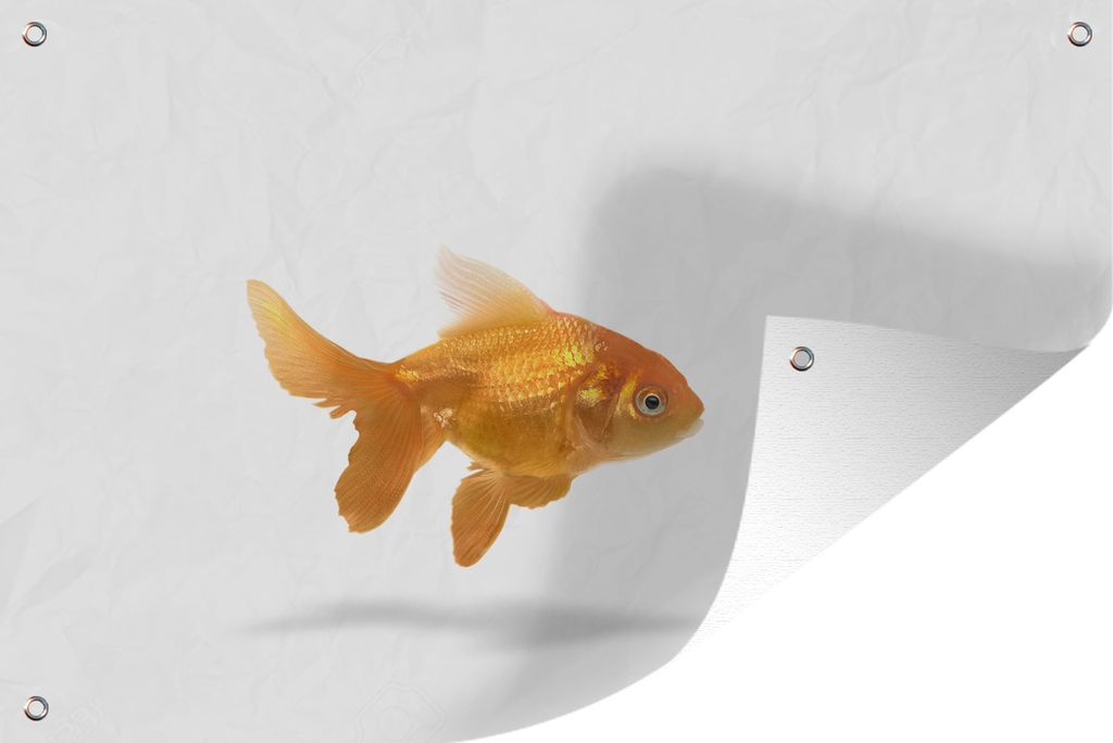 MuchoWow 120x80 cm Outdoor-Poster Gartendeko Sichtschutz Garten Poster für den Garten Goldfisch - Weiß - Fisch