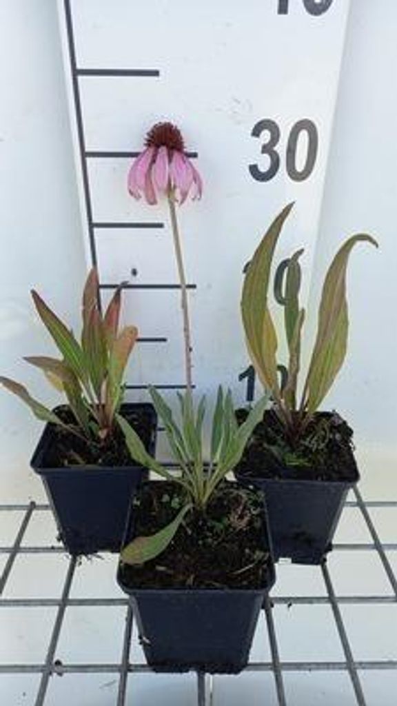 6 x Echinacea angustifolia - Sonnenhut - Topf 9 x 9 cm