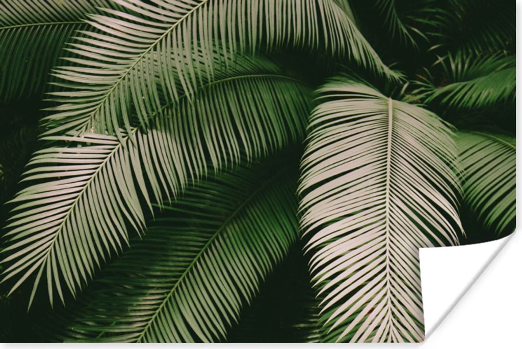 MuchoWow Poster Palmwedel - Sommer - Tropisch 120x80 cm - Bilder
