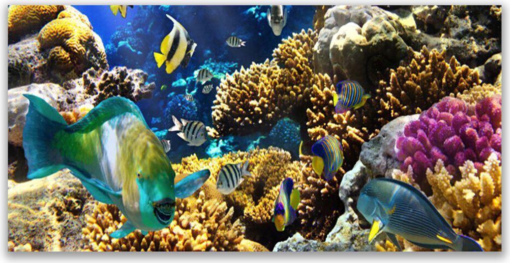 Küchenrückwand aus Glas 140x70cm Spritzschutz Korallenriff Natur