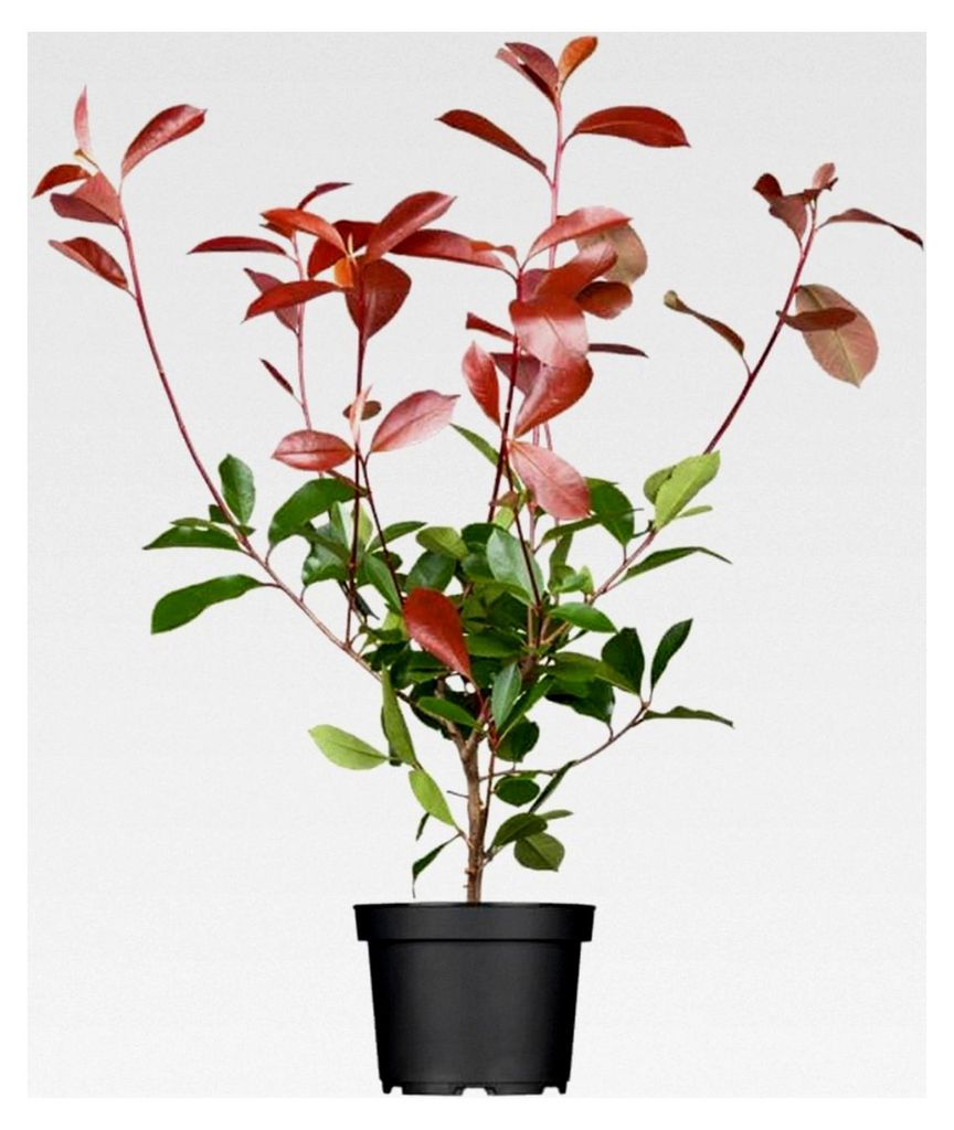 Photinia fraseri 'Red Robin' 60–80 cm – Immergrün, winterhart, pflegeleicht – Glanzmispel – Heckenpflanze für Garten und Sichtschutz